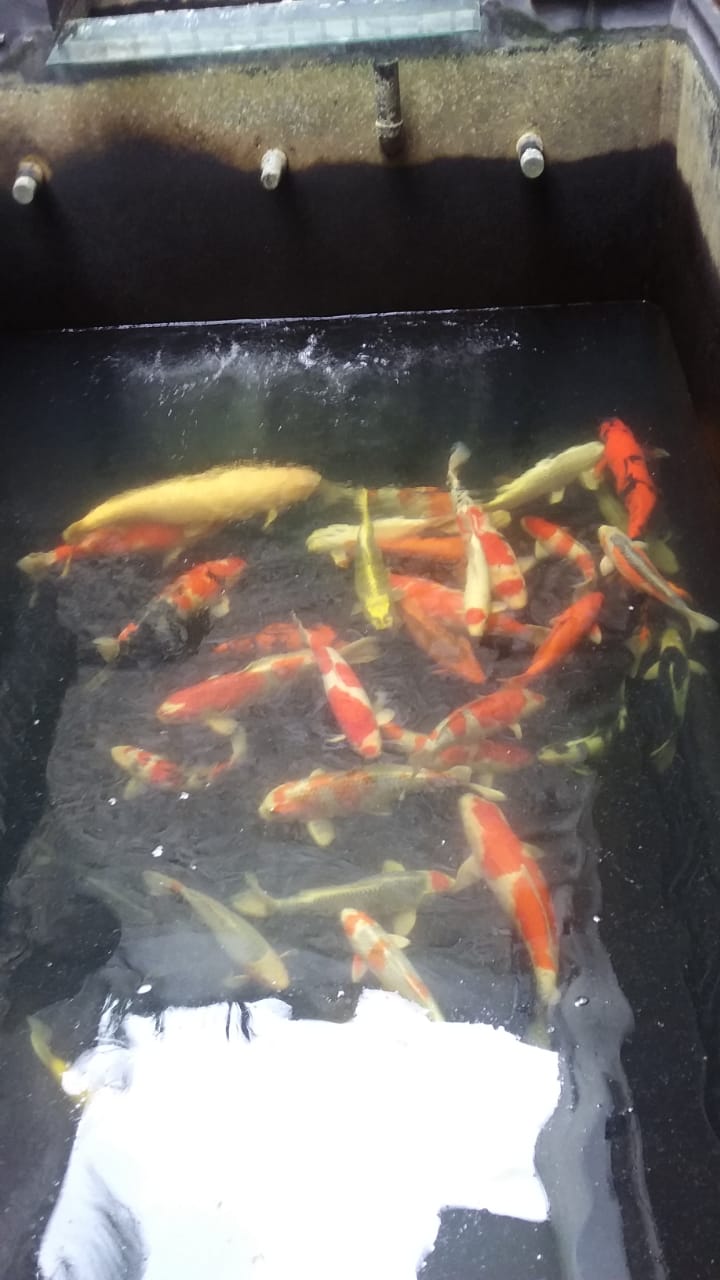 Jual air kolam ikan berkualitas karawang utara